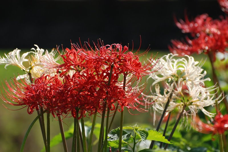 赤色と白色の花